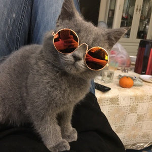 Pet Cat Dog Glasses Pet Supplies Sunglasses